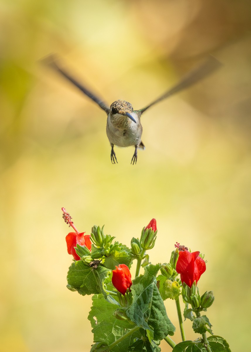 Black-chinned Hummingbird - ML641002099