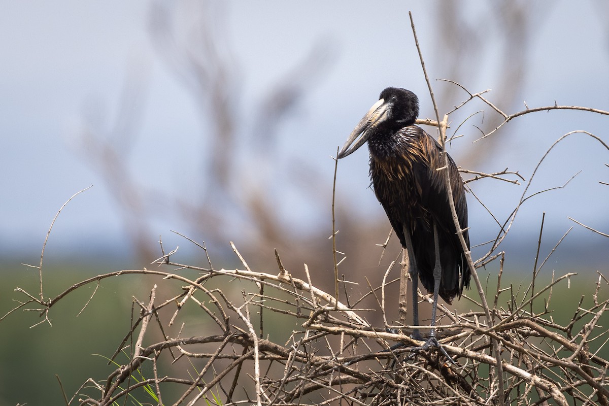 African Openbill - ML641002106