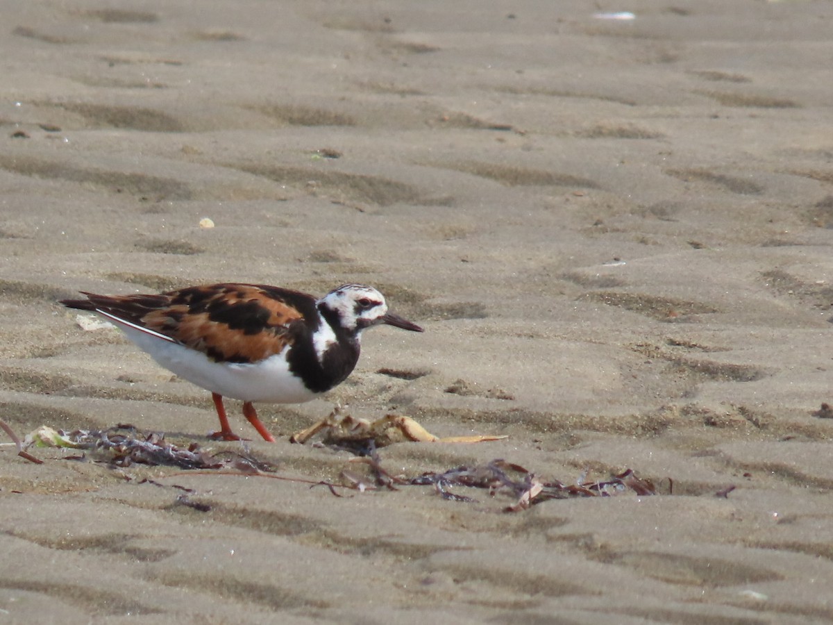 kamenáček pestrý - ML641002114