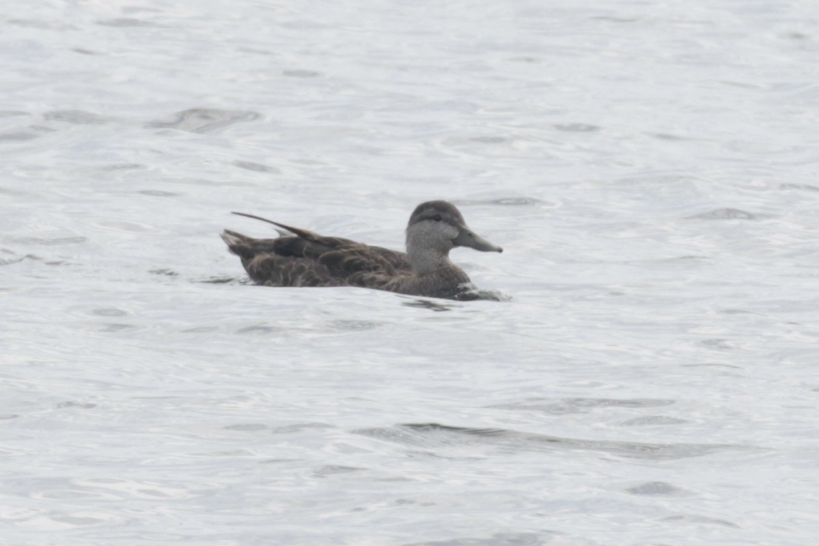 American Black Duck - ML641002252