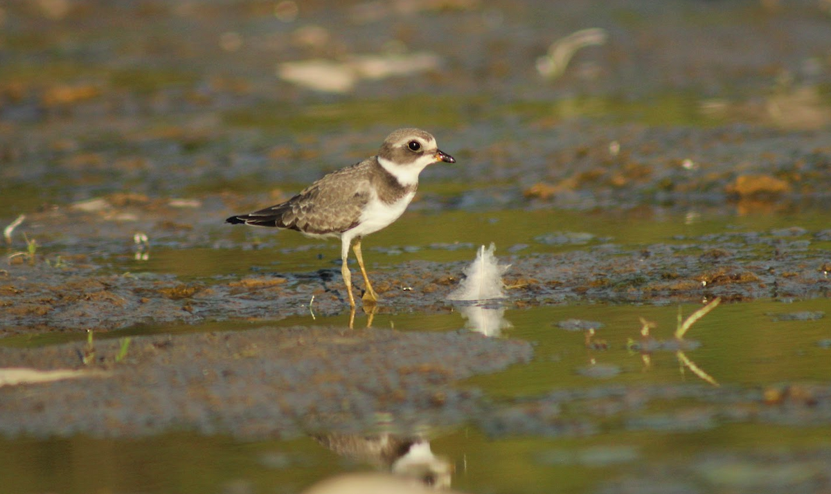 Semipalmated Plover - ML641002275
