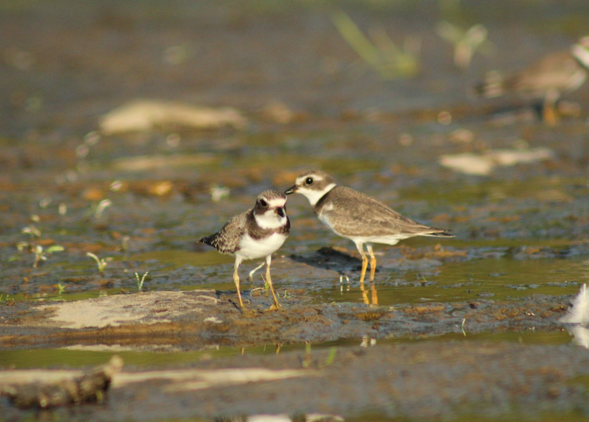 Semipalmated Plover - ML641002276