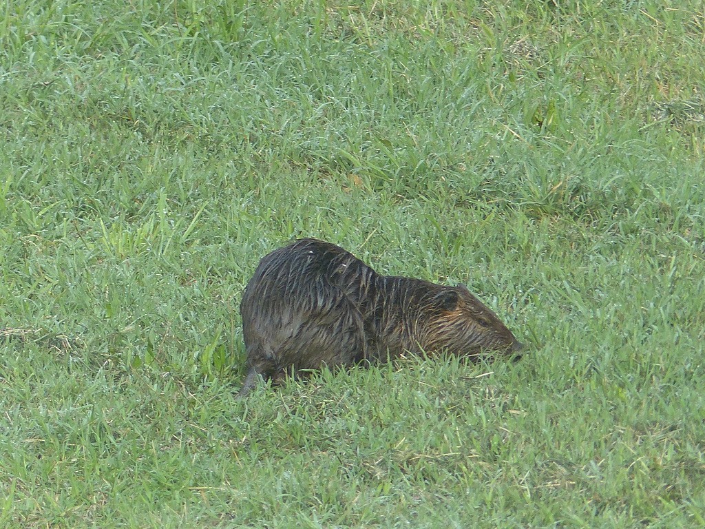 Coypu - ML641002317
