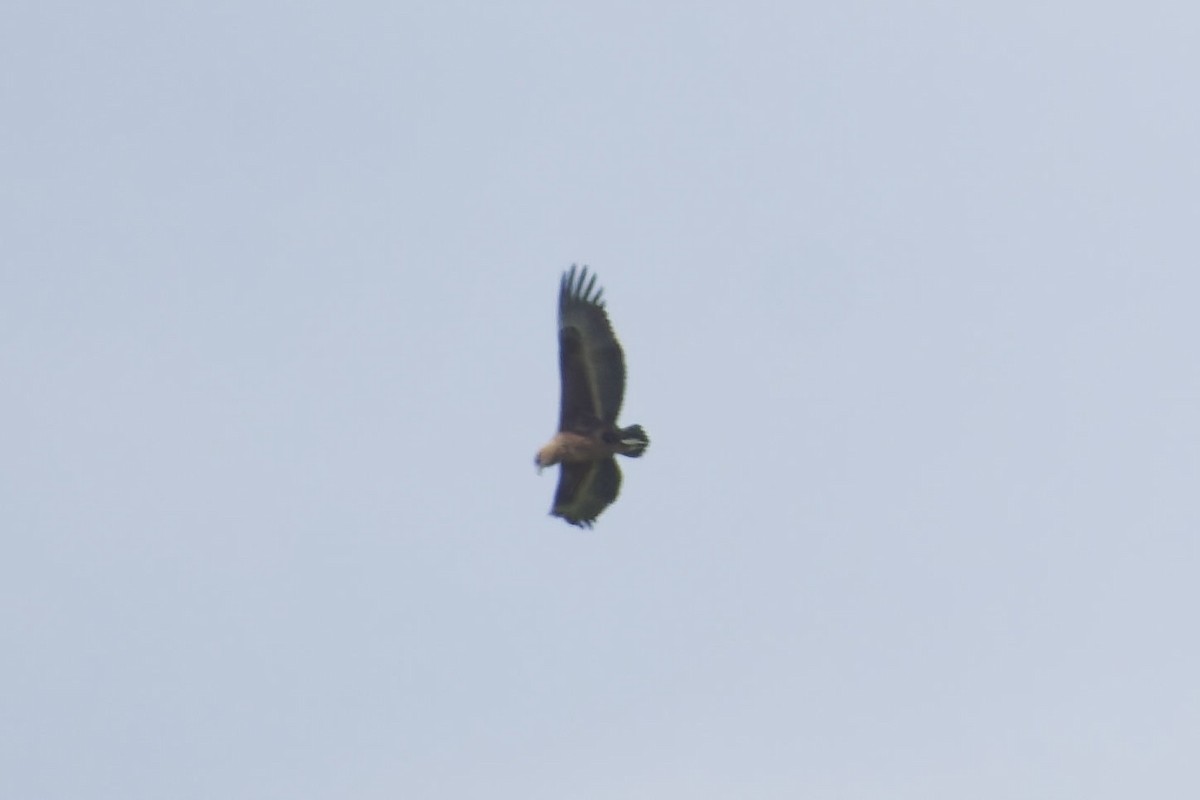 Bateleur - ML641002328