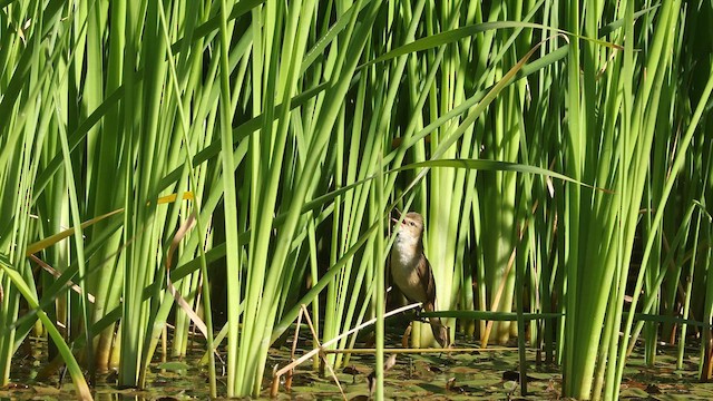 Australian Reed Warbler - ML641002339