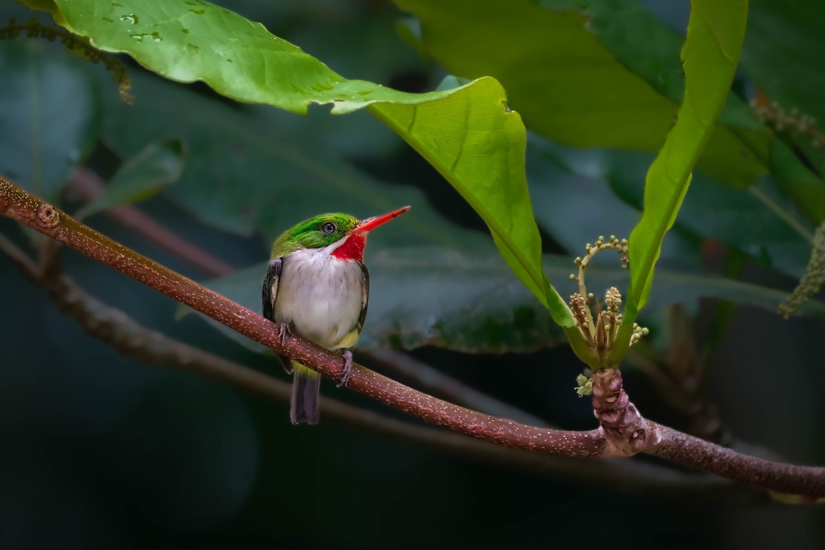Puerto Rican Tody - ML641002384