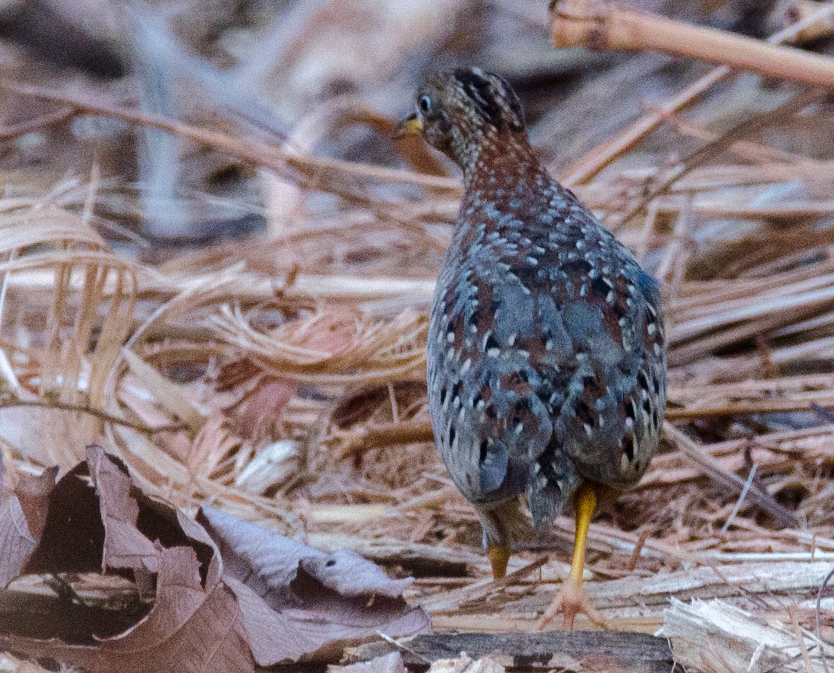 Yellow-legged Buttonquail - ML641002416