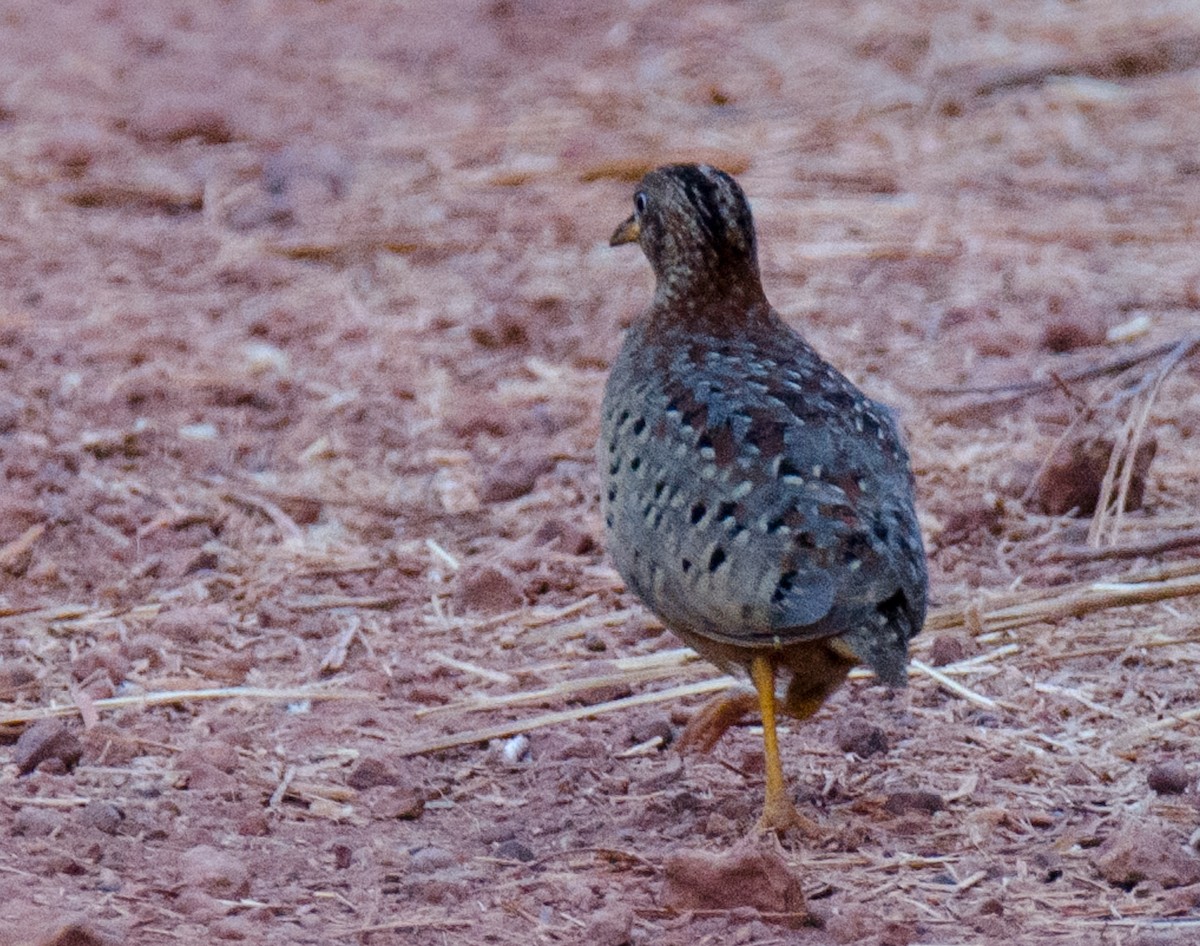 Yellow-legged Buttonquail - ML641002417