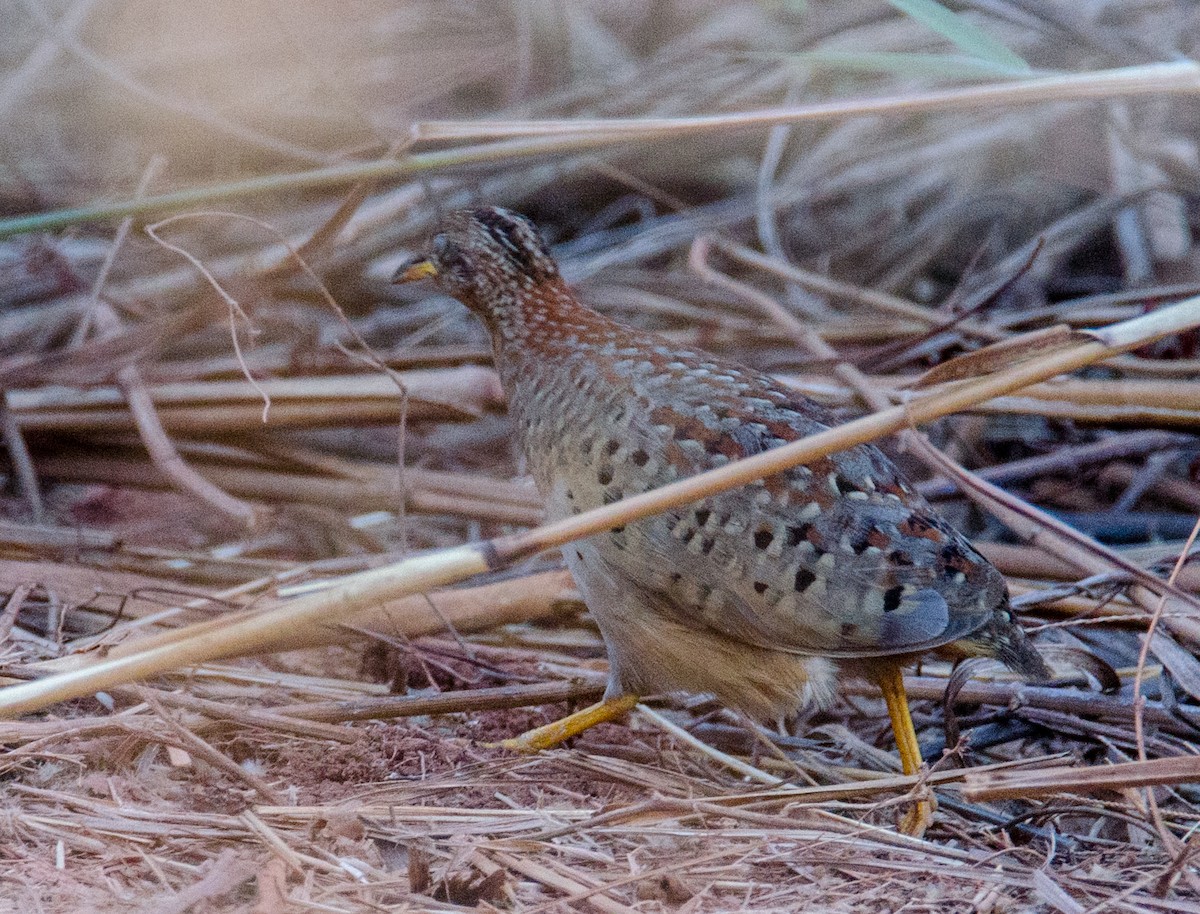 Yellow-legged Buttonquail - ML641002422