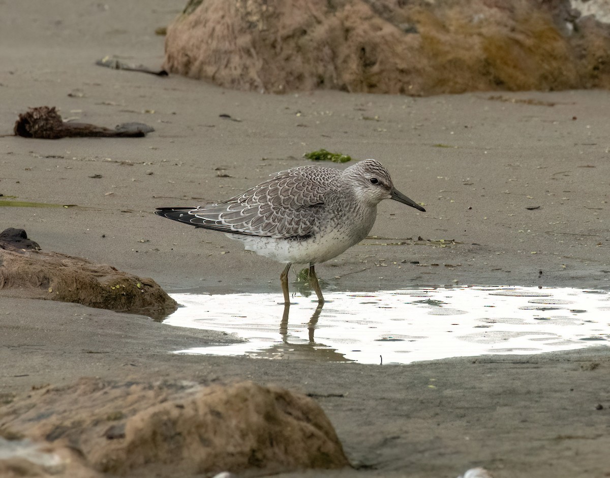 Red Knot - ML641002444