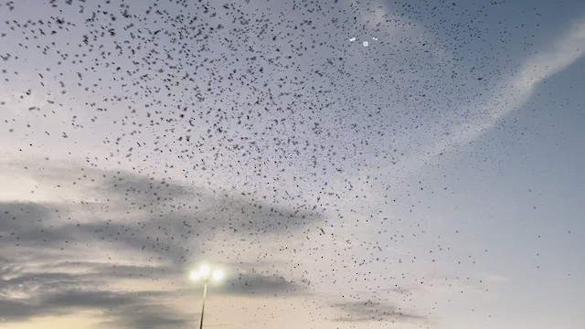 Purple Martin - ML641002486