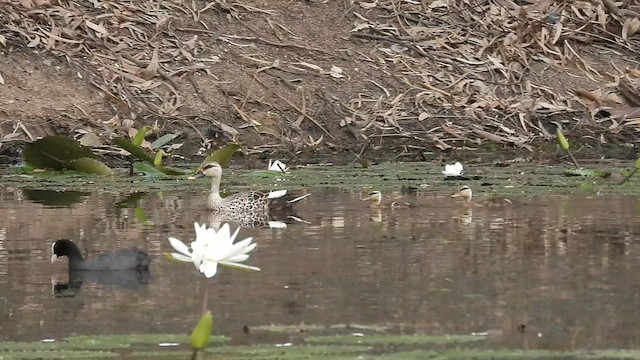 Indian Spot-billed Duck - ML641002496