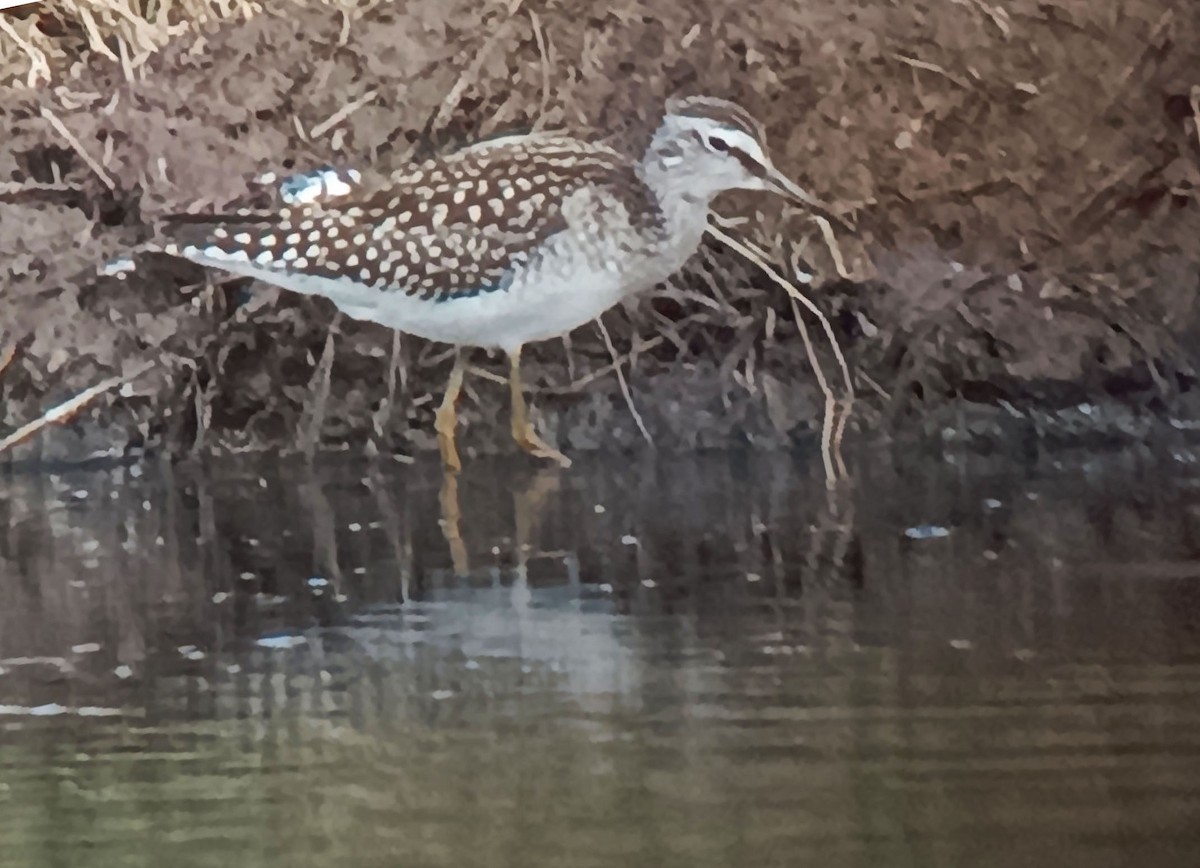 鷹斑鷸 - ML641002574