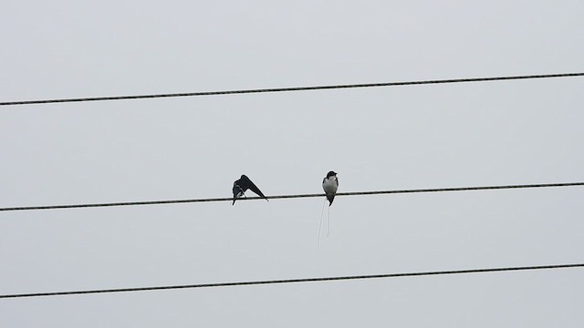 Wire-tailed Swallow - ML641002644