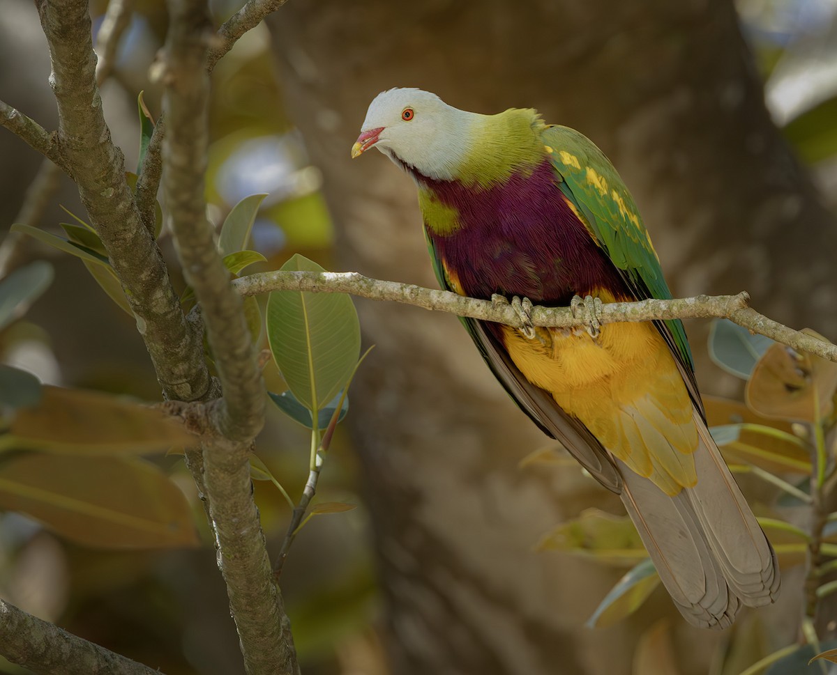 Wompoo Fruit-Dove - ML641002662