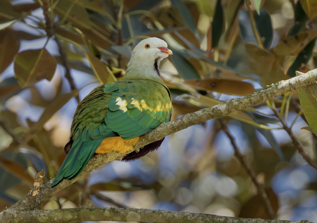 Wompoo Fruit-Dove - ML641002663
