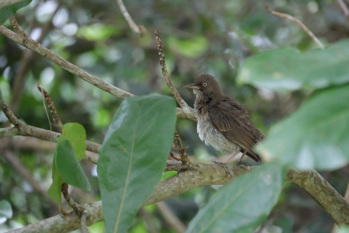 Pearly-eyed Thrasher - ML641002671