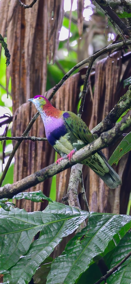 Superb Fruit-Dove - ML641002677