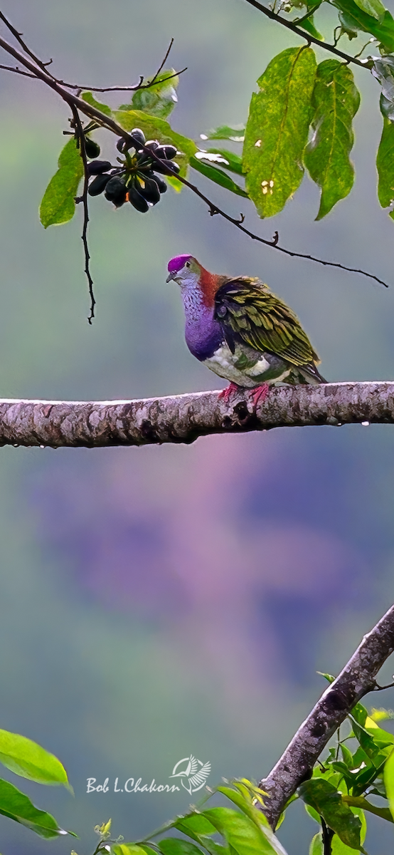 Superb Fruit-Dove - ML641002678