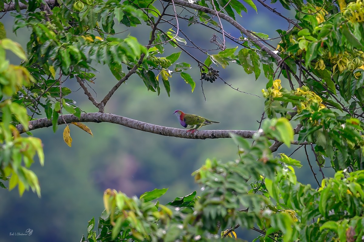 Superb Fruit-Dove - ML641002679