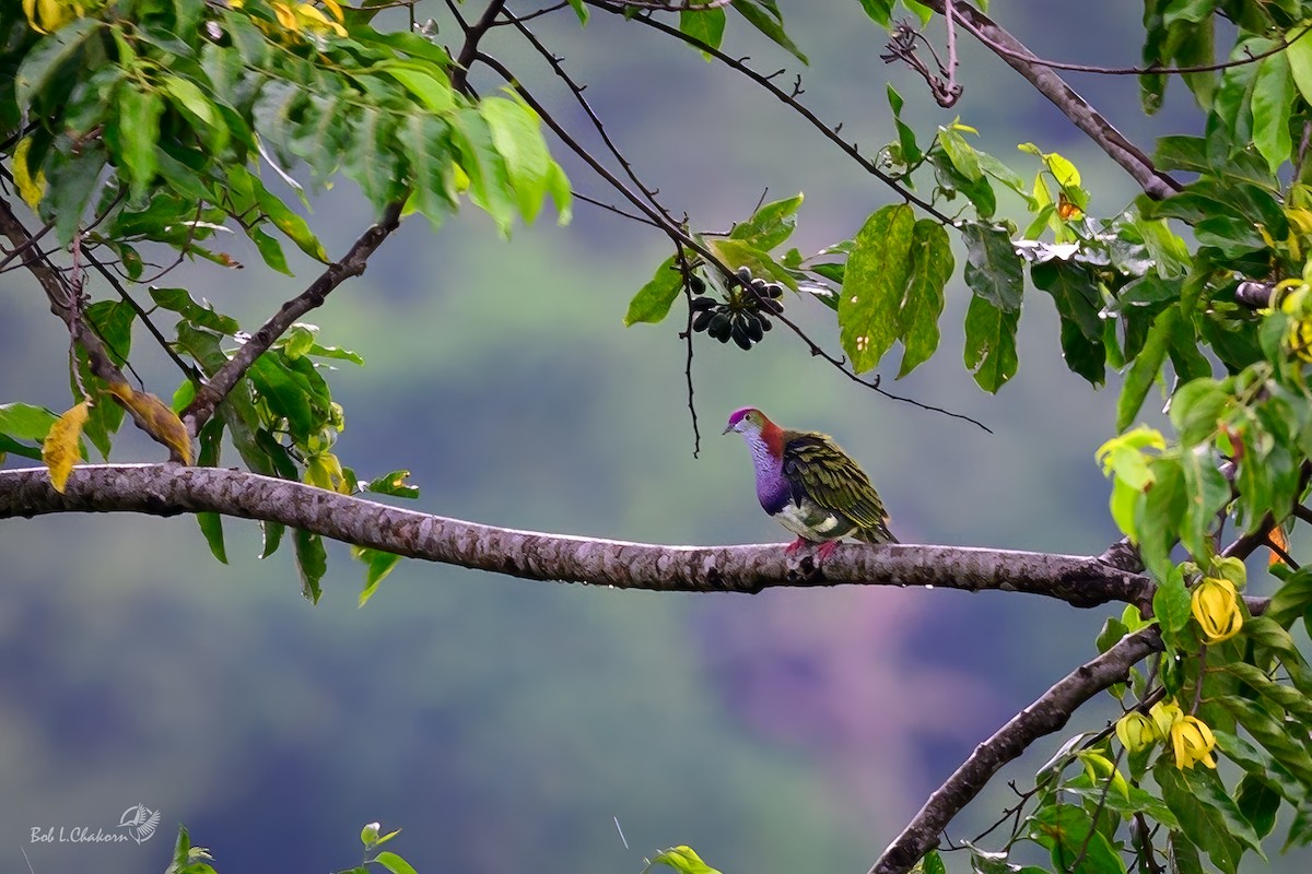 Superb Fruit-Dove - ML641002680