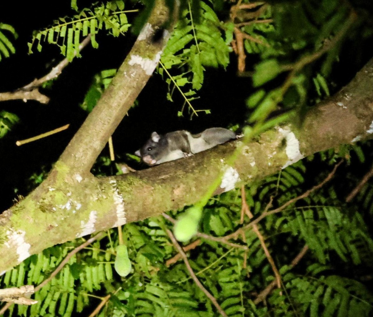 Animals - ML641002686