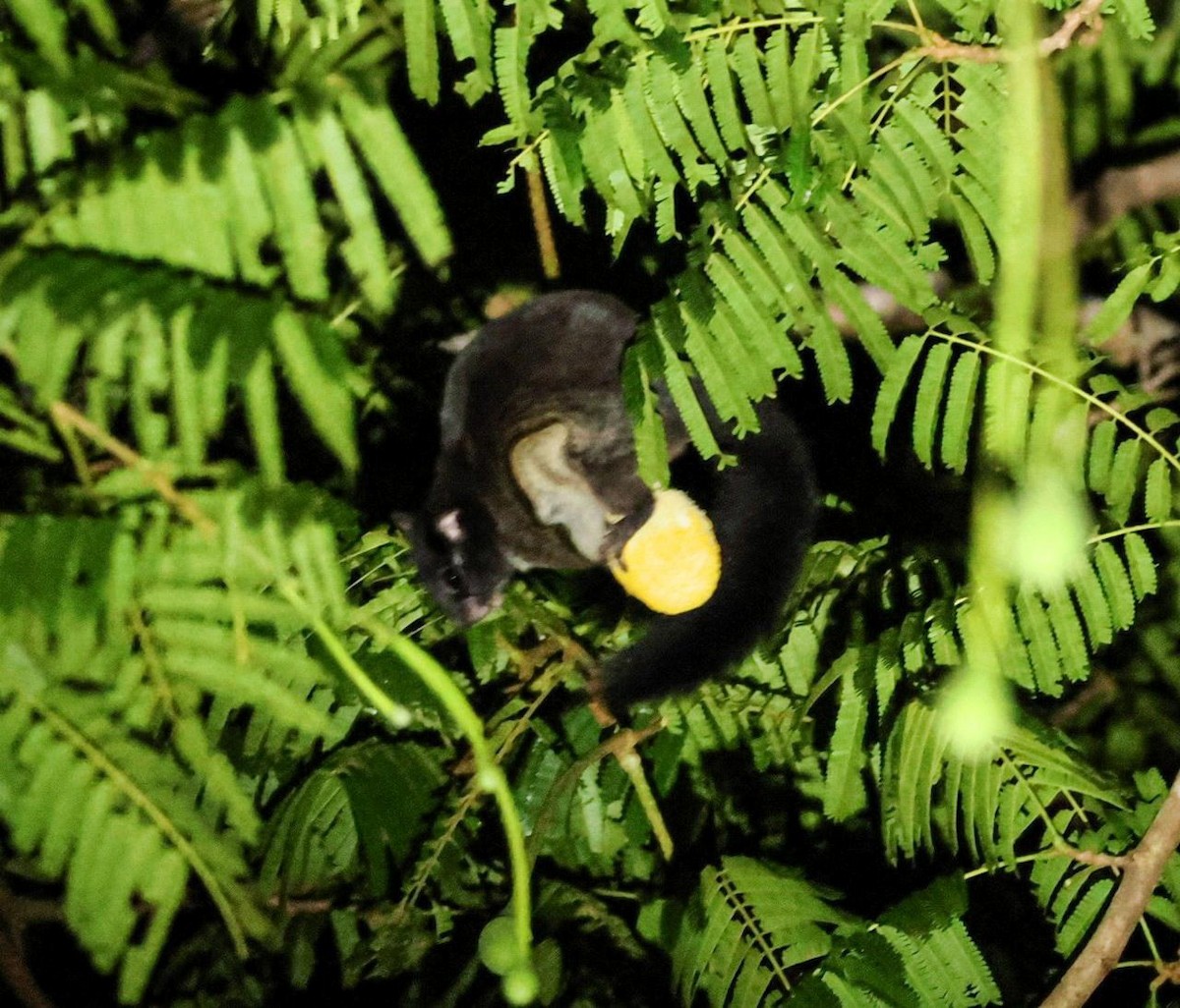 Animals - ML641002687