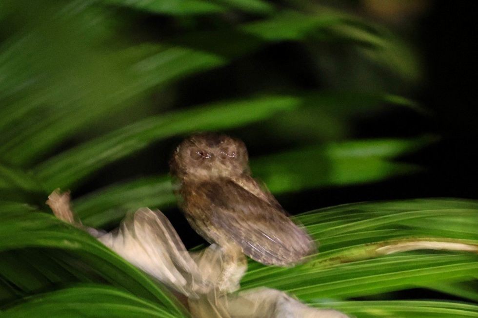 Mentawai Scops-Owl - ML641002690