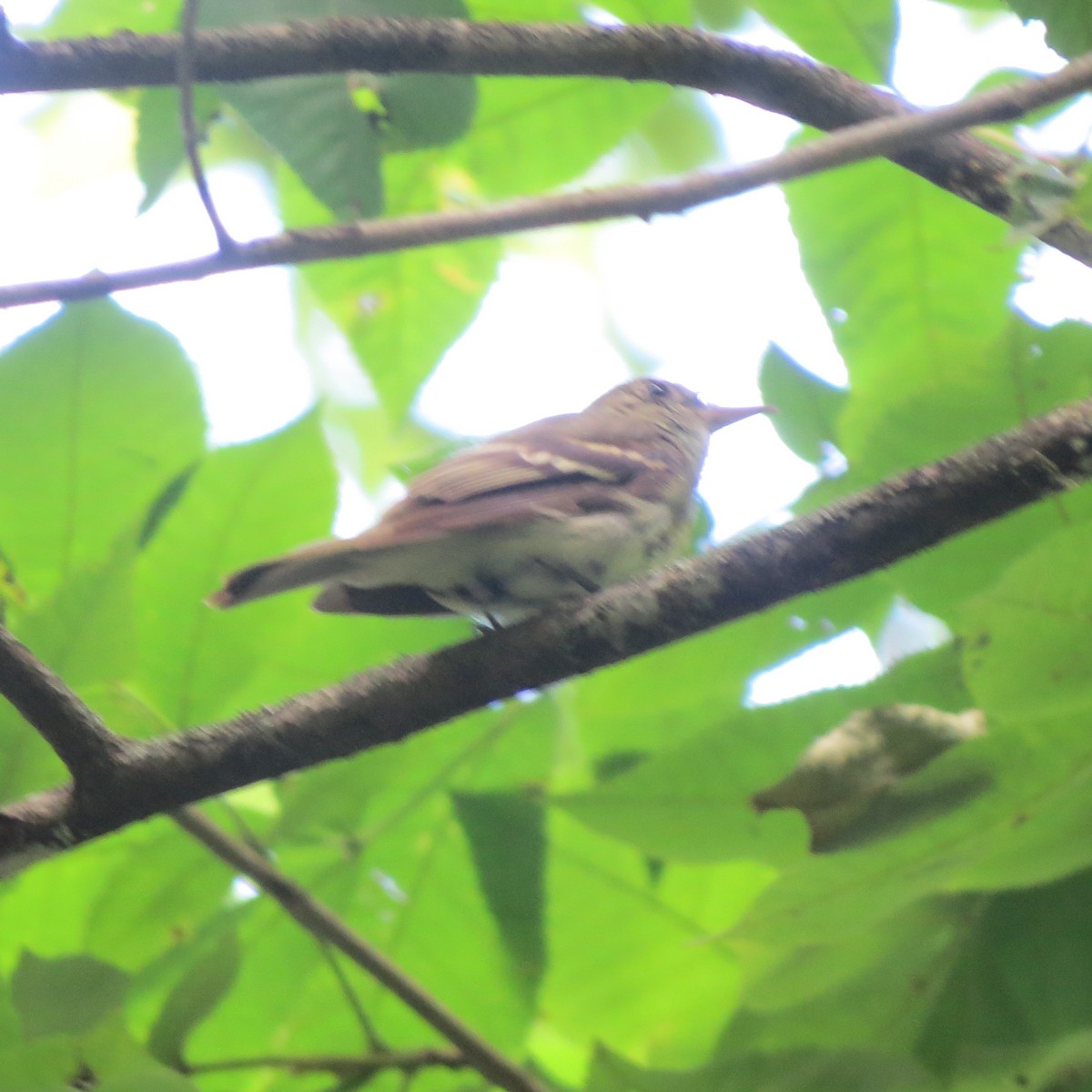 Acadian Flycatcher - ML641002696