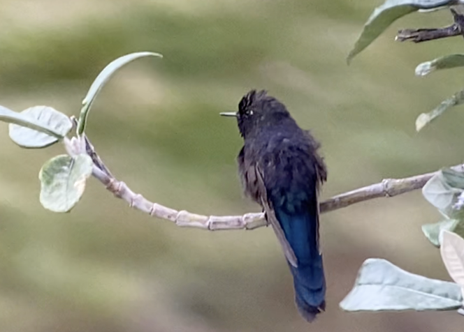Blue-mantled Thornbill - ML641002709