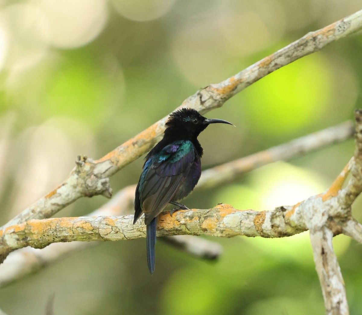 Copper-throated Sunbird - ML641002716