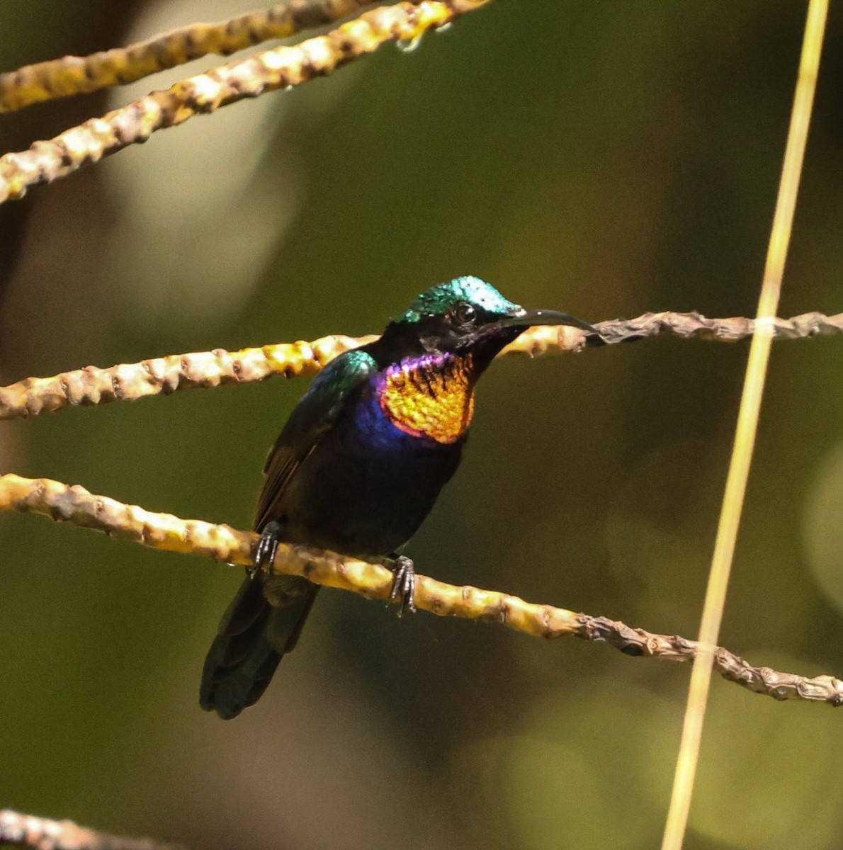 Copper-throated Sunbird - ML641002717
