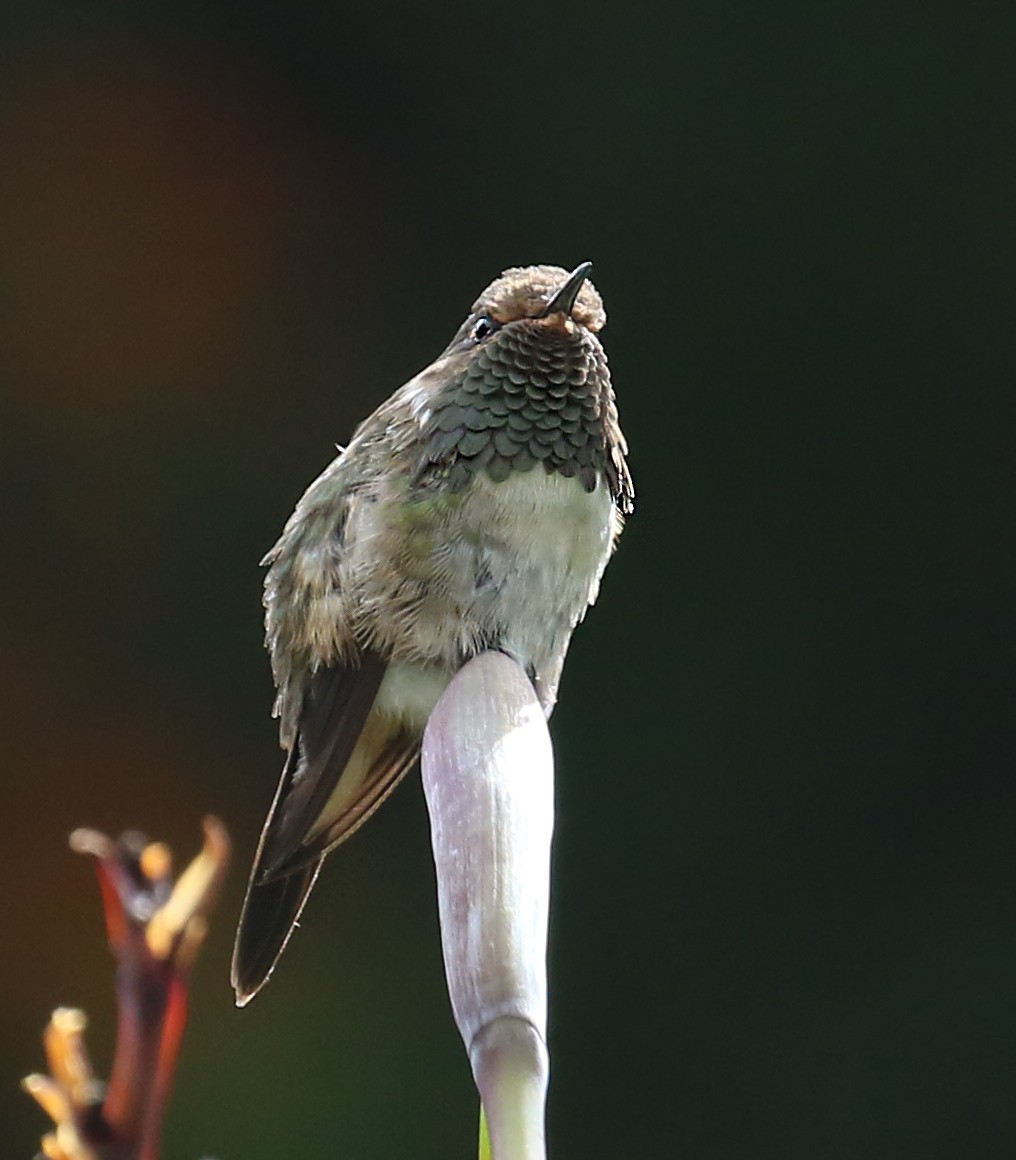 Volcano Hummingbird - ML641002747