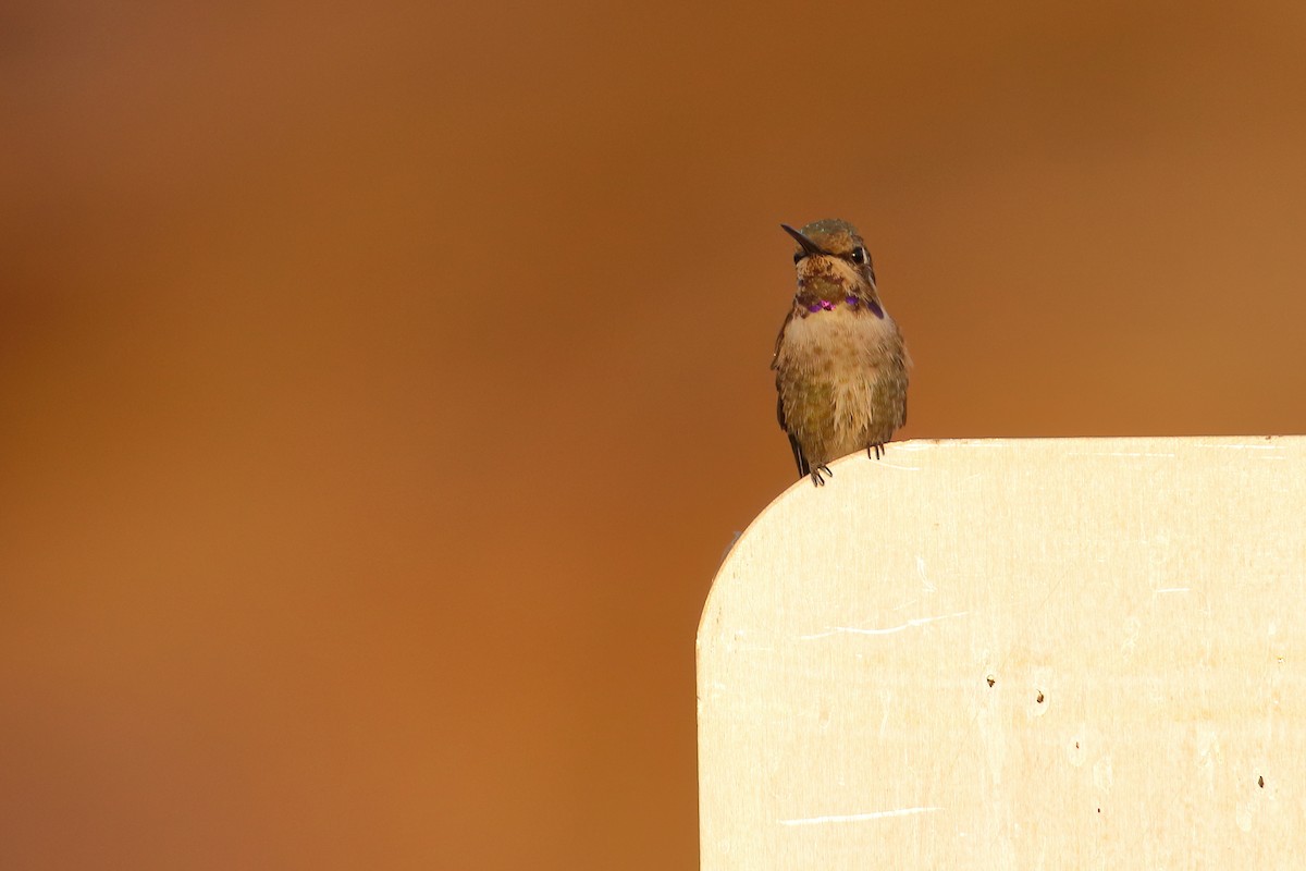 Costa's Hummingbird - ML641002751