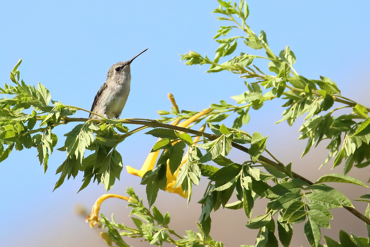 Costa's Hummingbird - ML641002752