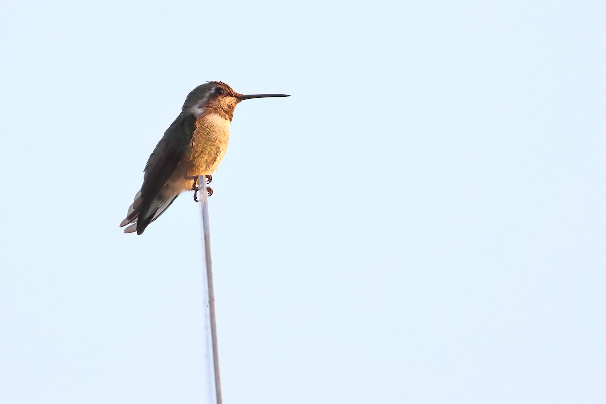 Costa's Hummingbird - ML641002753