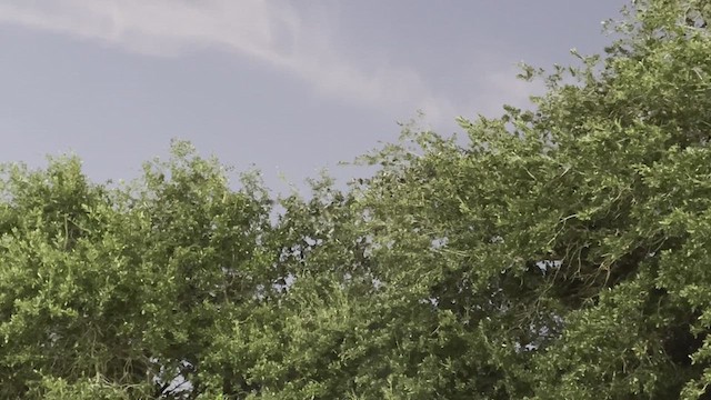 Purple Martin - ML641002755