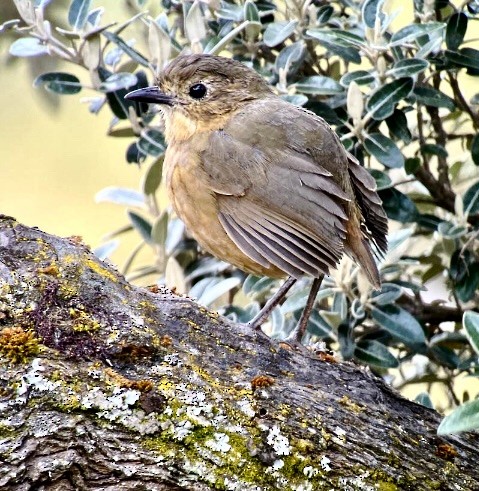 Tawny Antpitta - ML641002756