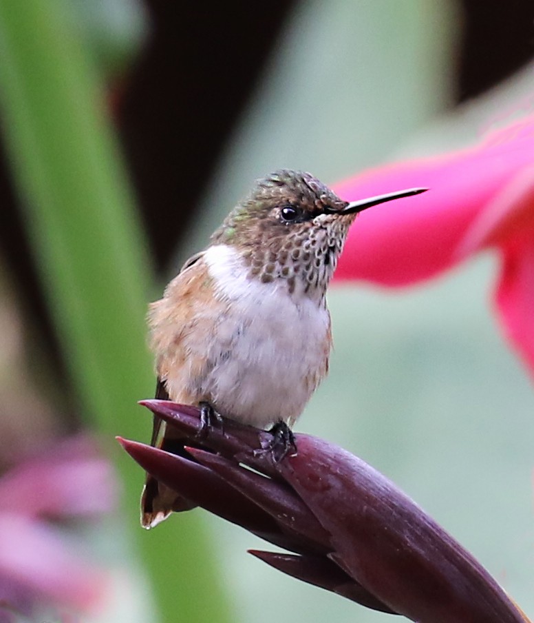 Volcano Hummingbird - ML641002762