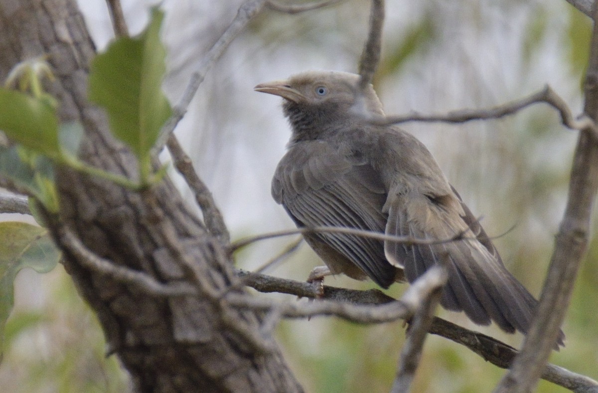 Yellow-billed Babbler - ML641002777