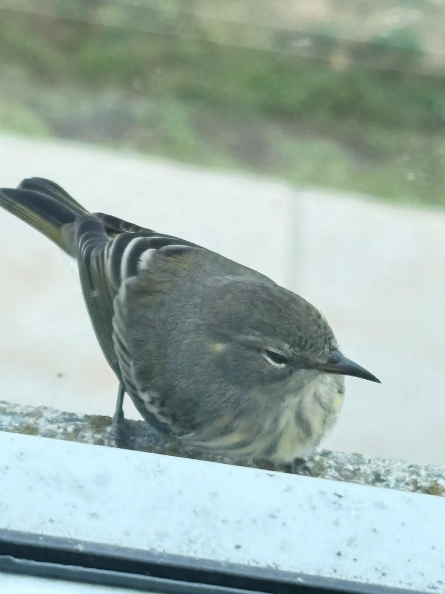 Cape May Warbler - ML641002790
