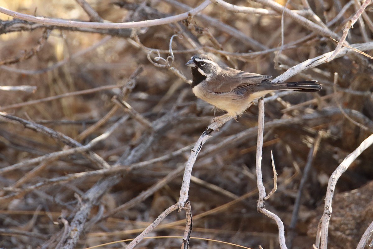 Black-throated Sparrow - ML641002837