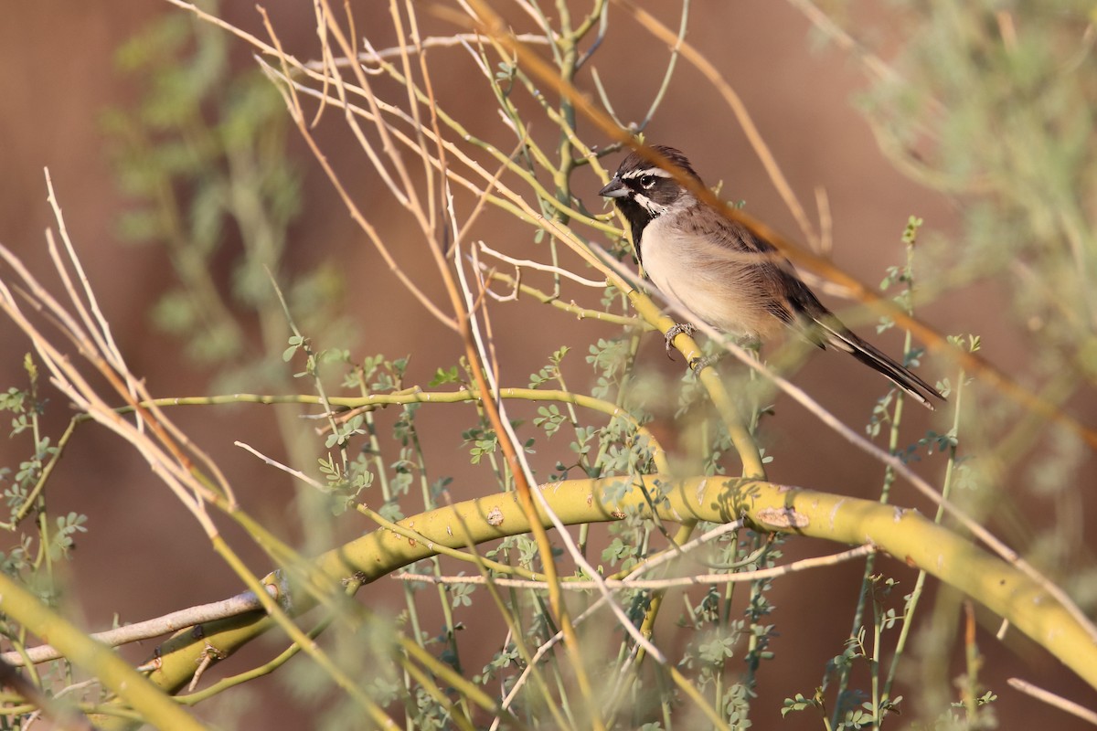 Black-throated Sparrow - ML641002838