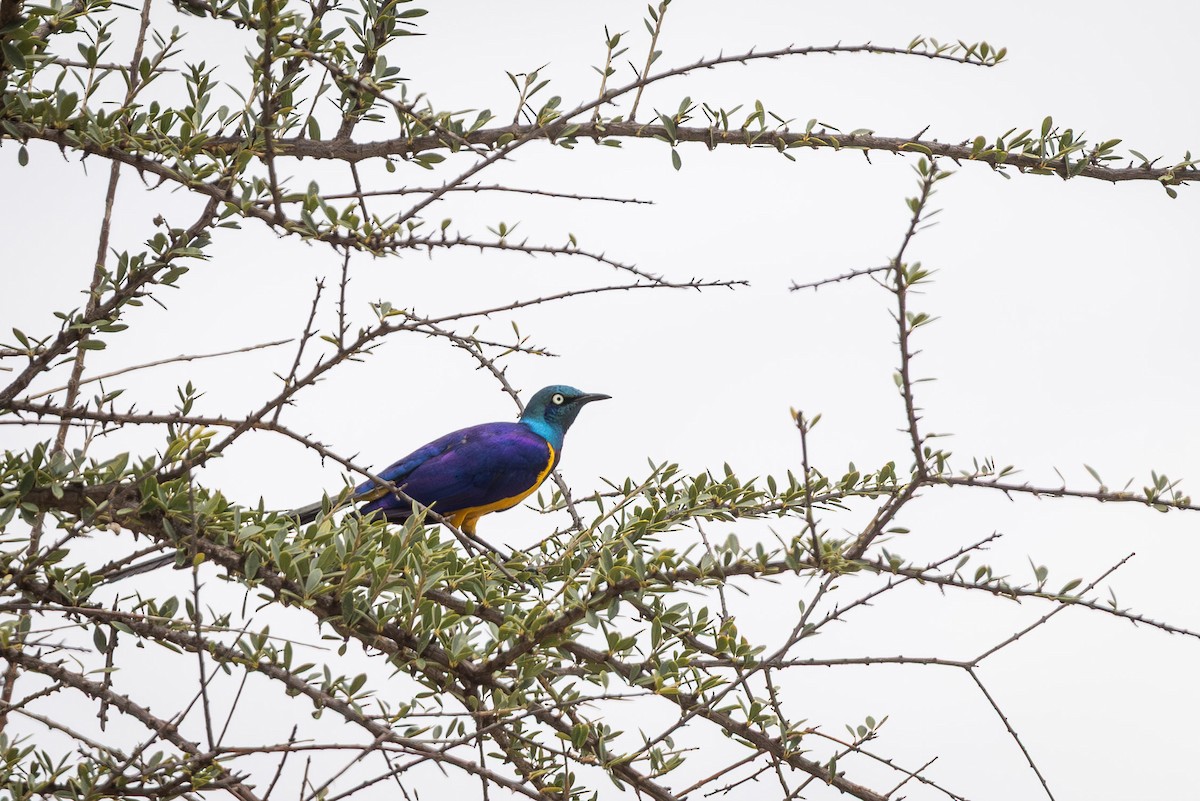Golden-breasted Starling - ML641002847