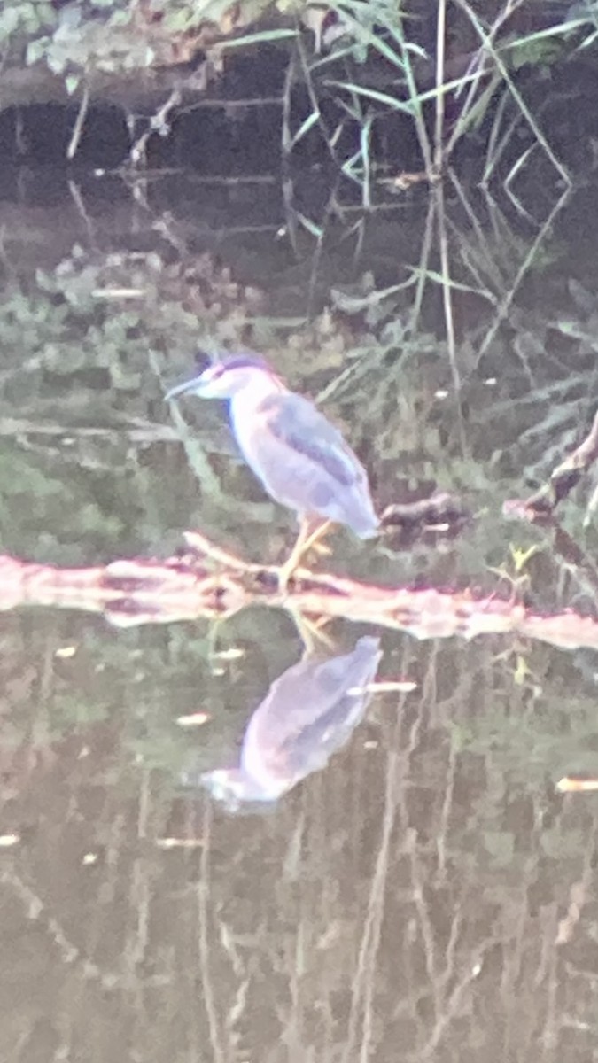 Black-crowned Night Heron - ML641002915