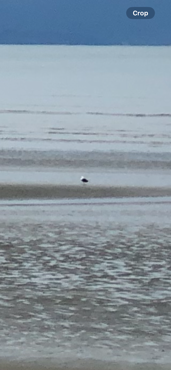 Kelp Gull - ML641002919