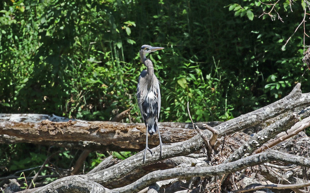 Great Blue Heron (Great Blue) - ML641002952