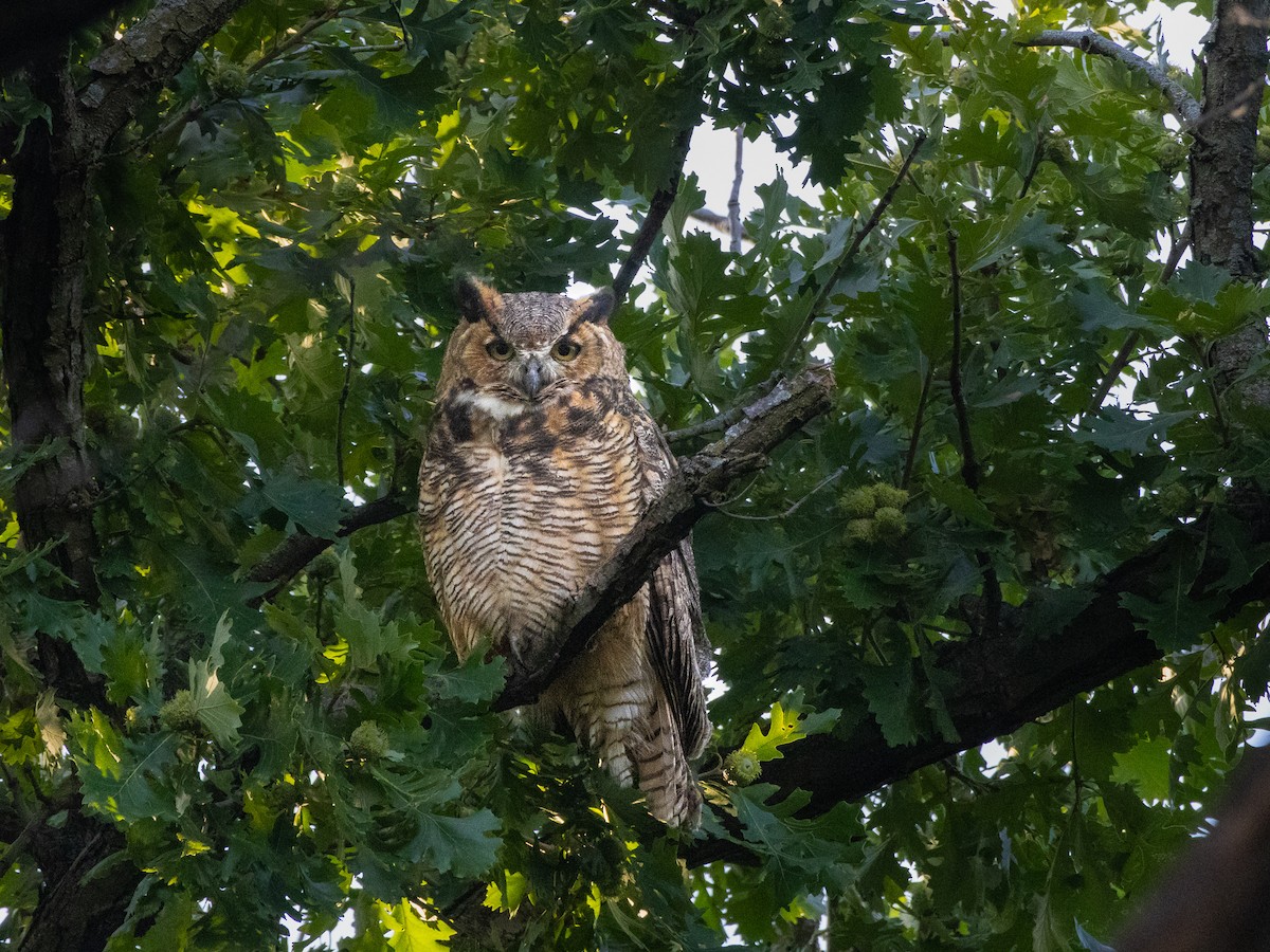Great Horned Owl - ML641002953