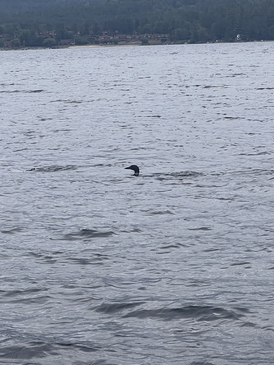 Common Loon - ML641002967