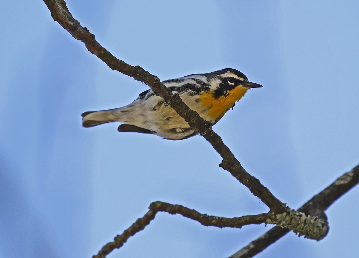 Yellow-throated Warbler - ML641002971